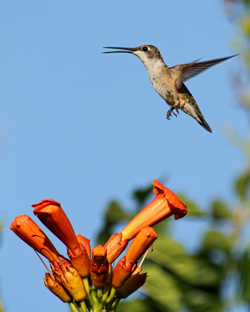 RT Hummer