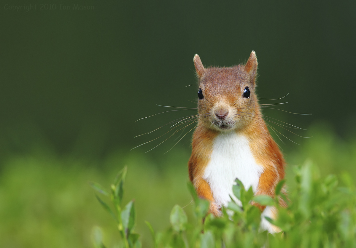 Red Squirrel