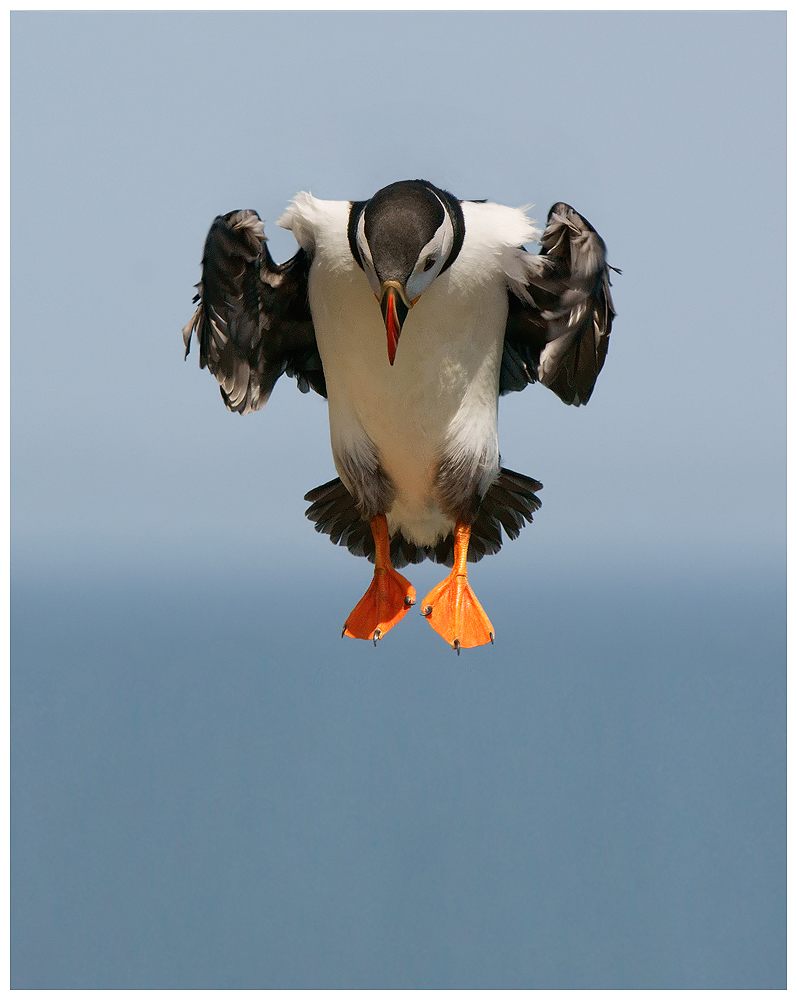 Landing flaps down