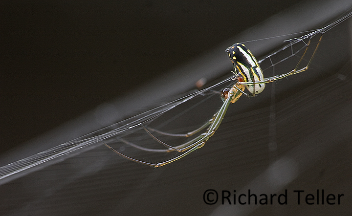 spider in the Keys