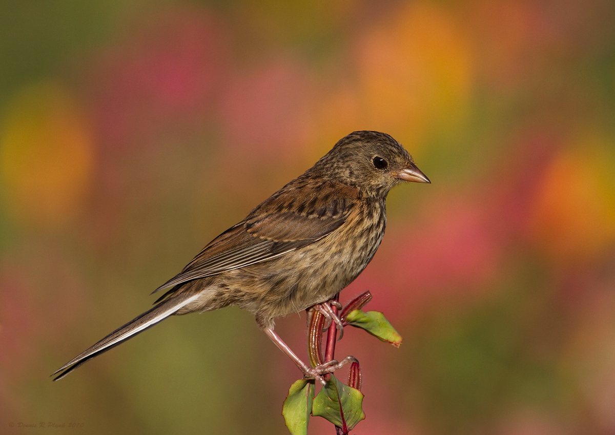 Juv Oregon Junco & repost