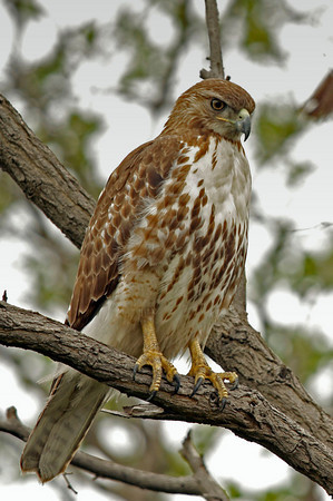 Young Red Tail