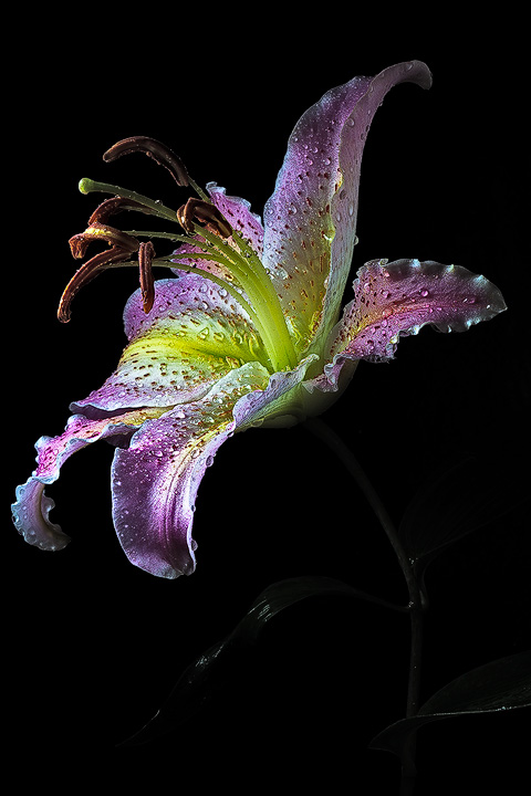 After the Rain + repost