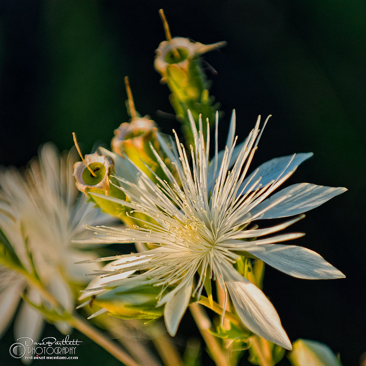 White Flower
