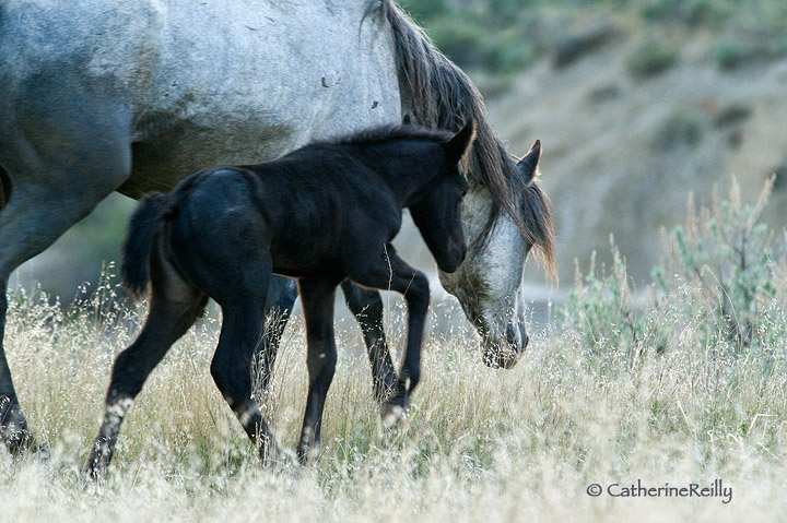 Newborn