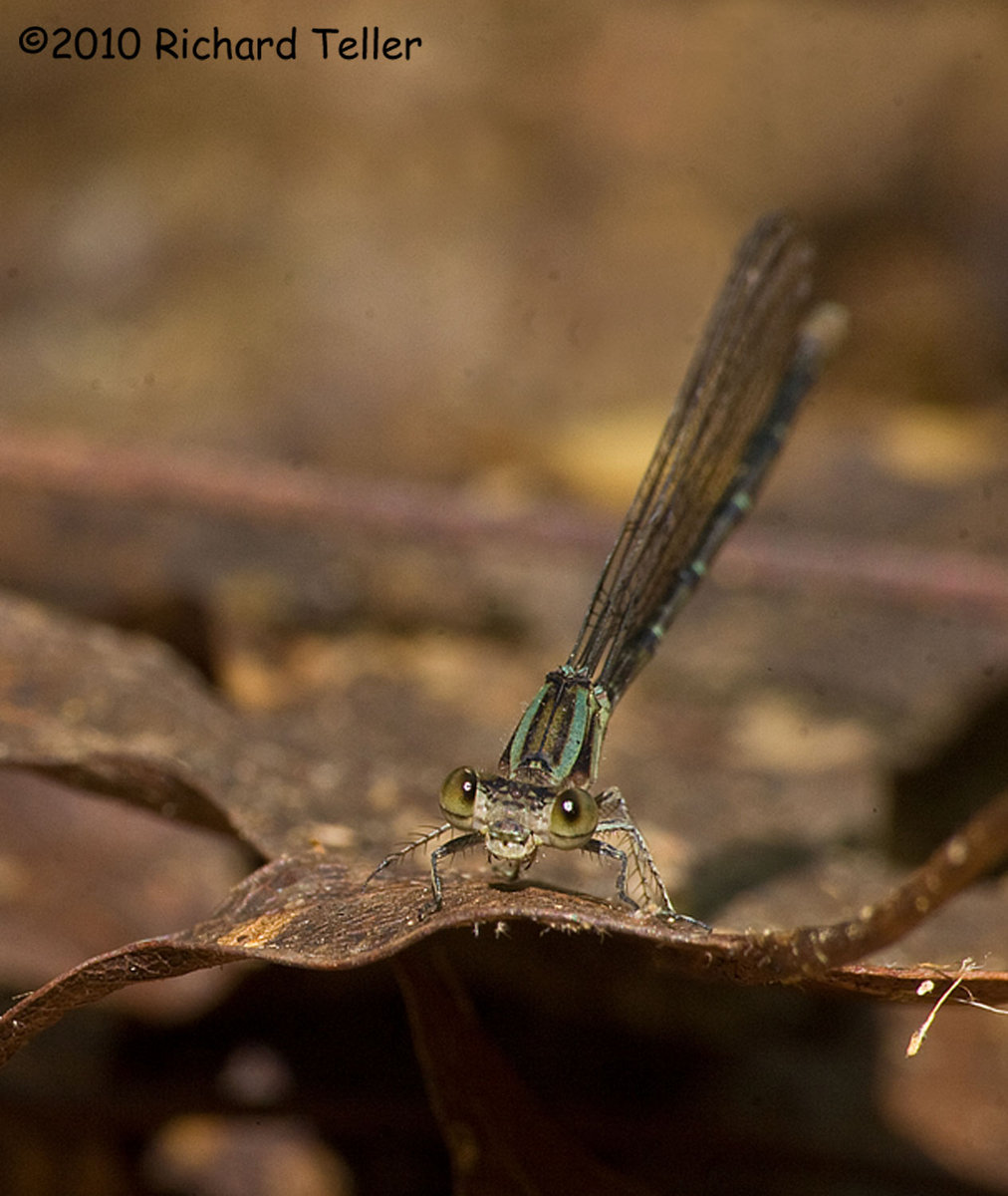 Damselfly