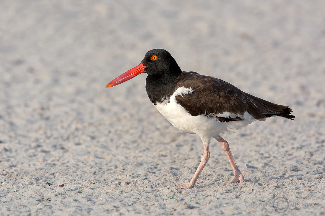 American Oystercatcher