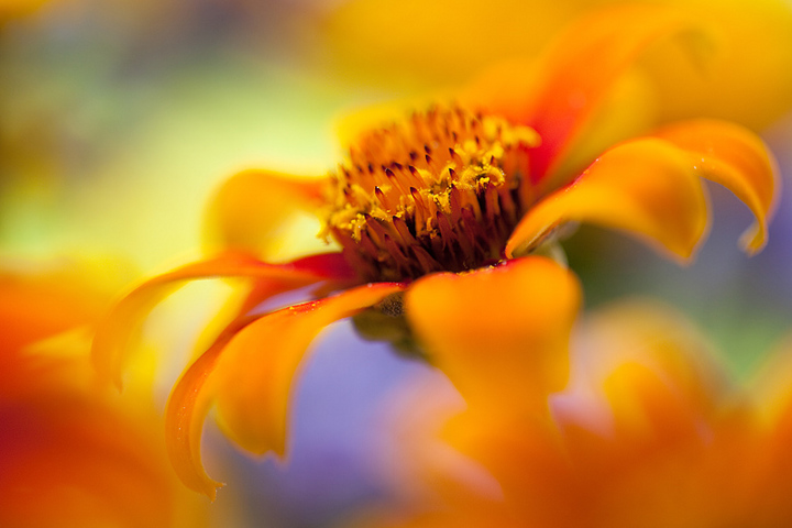 colorful world