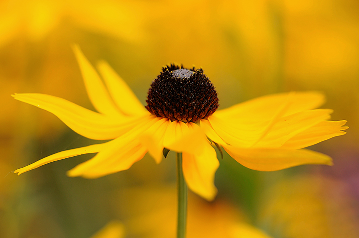 Black-eyed Susan