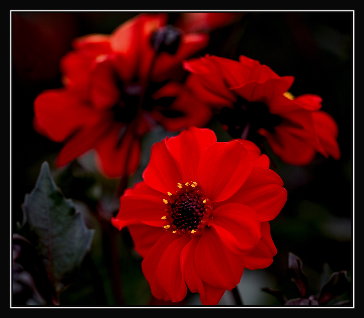 Dahlia Season w/ REPOST