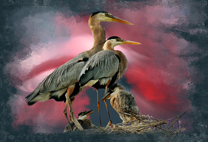 Heron Family Portrait