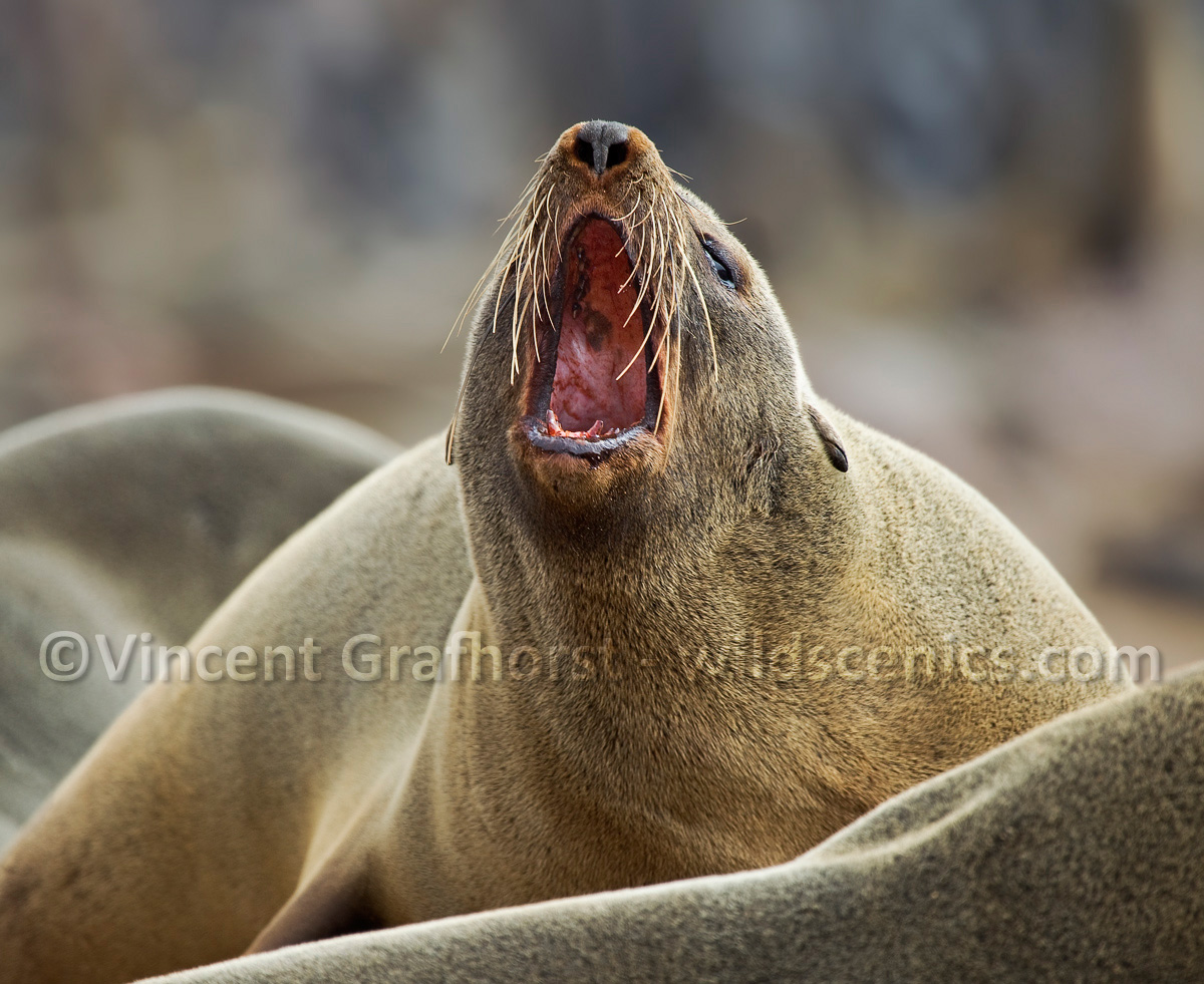 Shout!