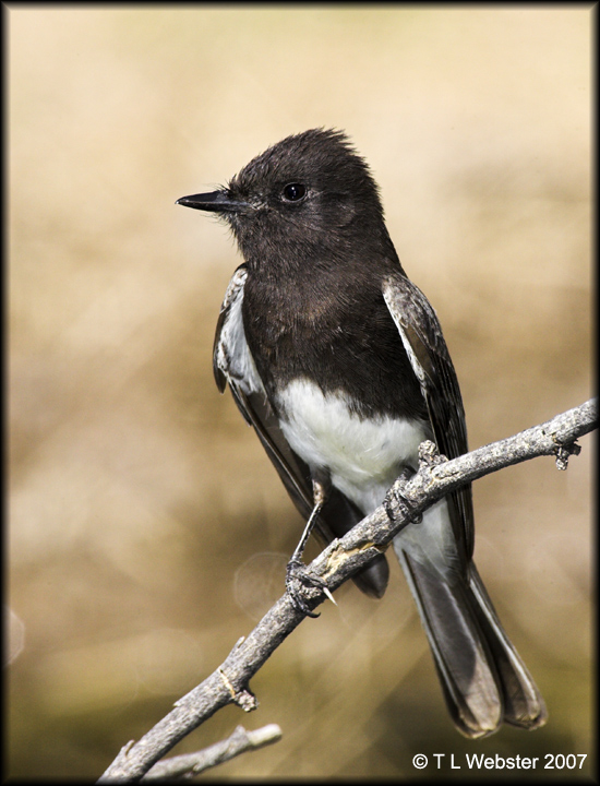 Black Phoebe
