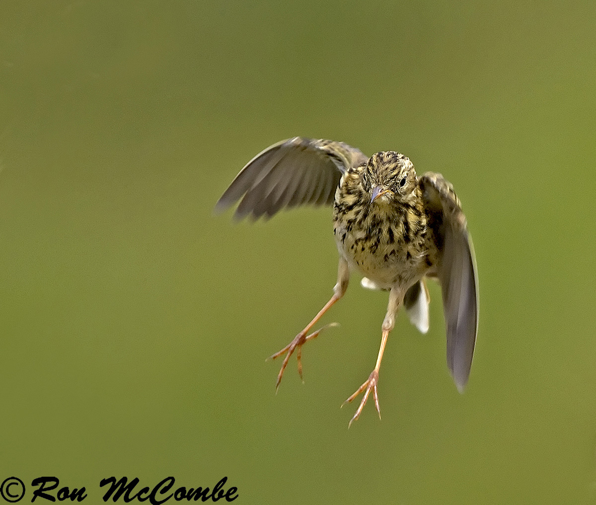 Meadow Pipit in flight 
