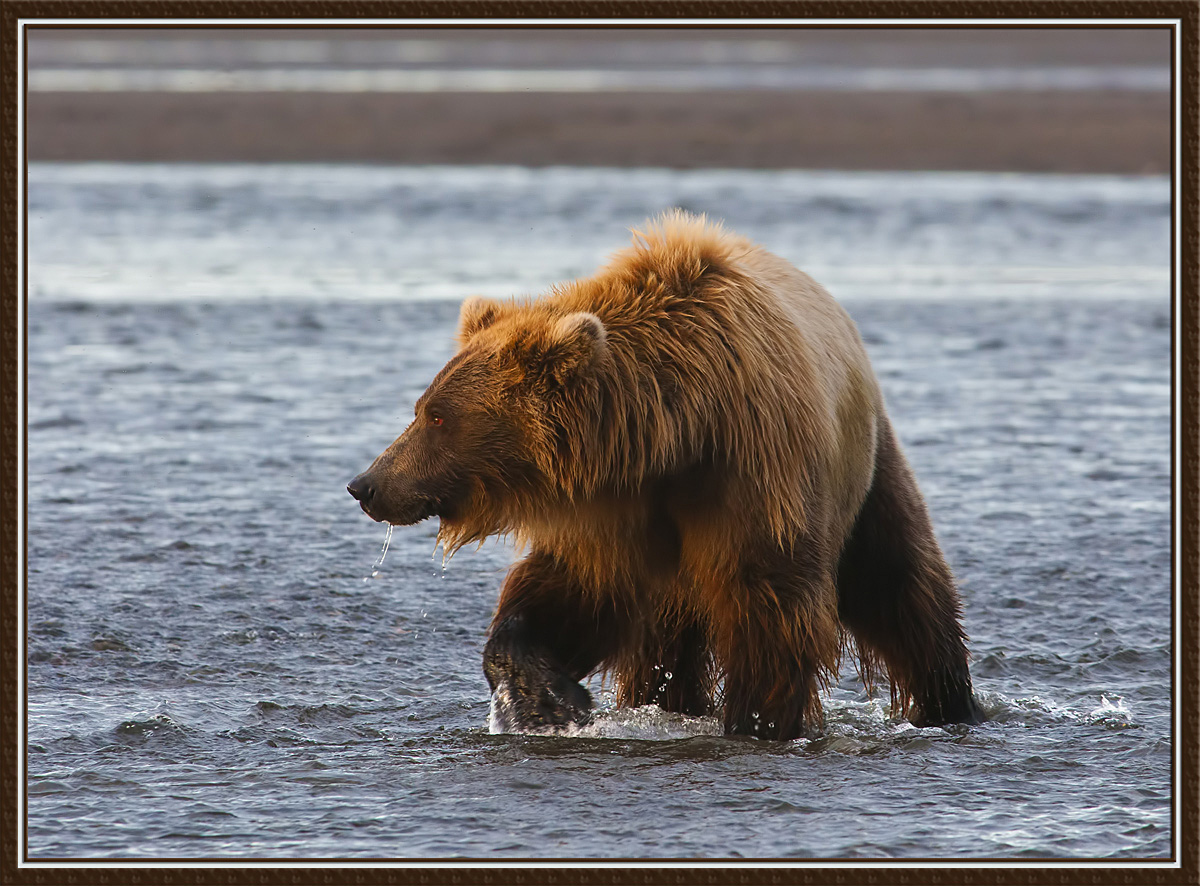 Stalking Salmon