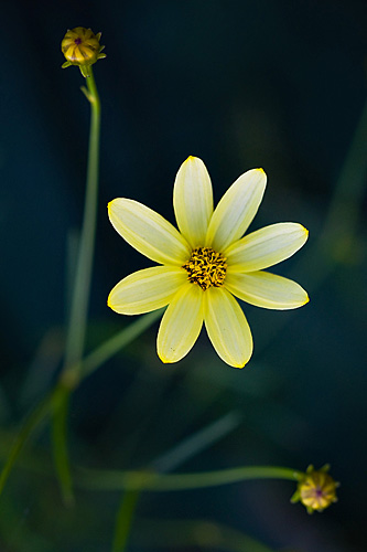 Coreopsis Moonbeam