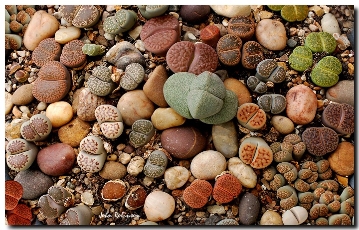 Lithops