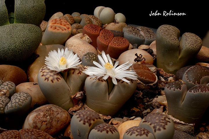 Lithops