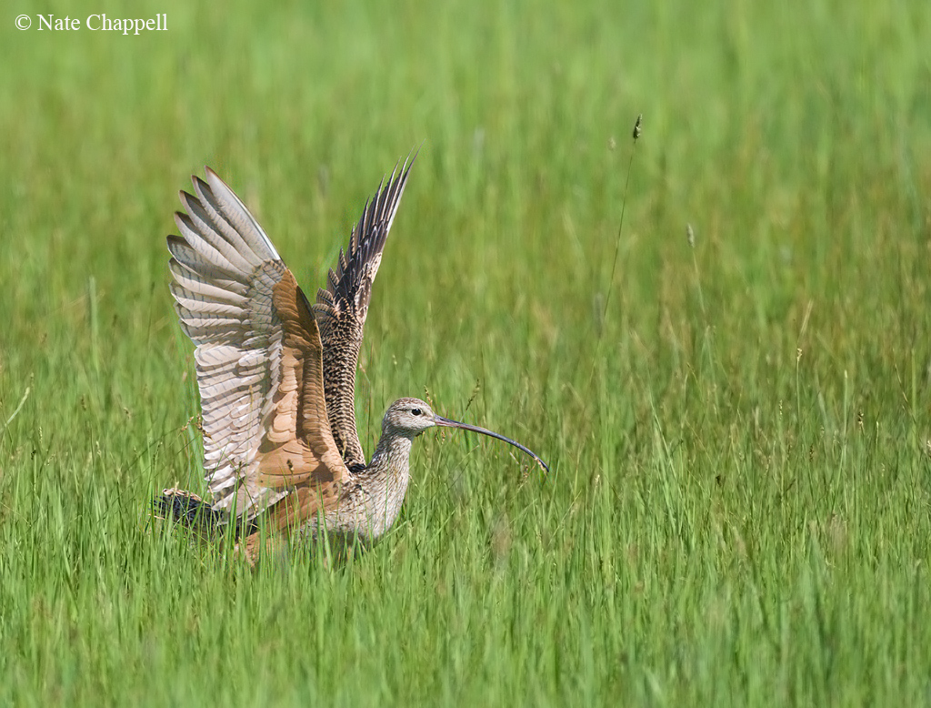 Long-billed Curlew