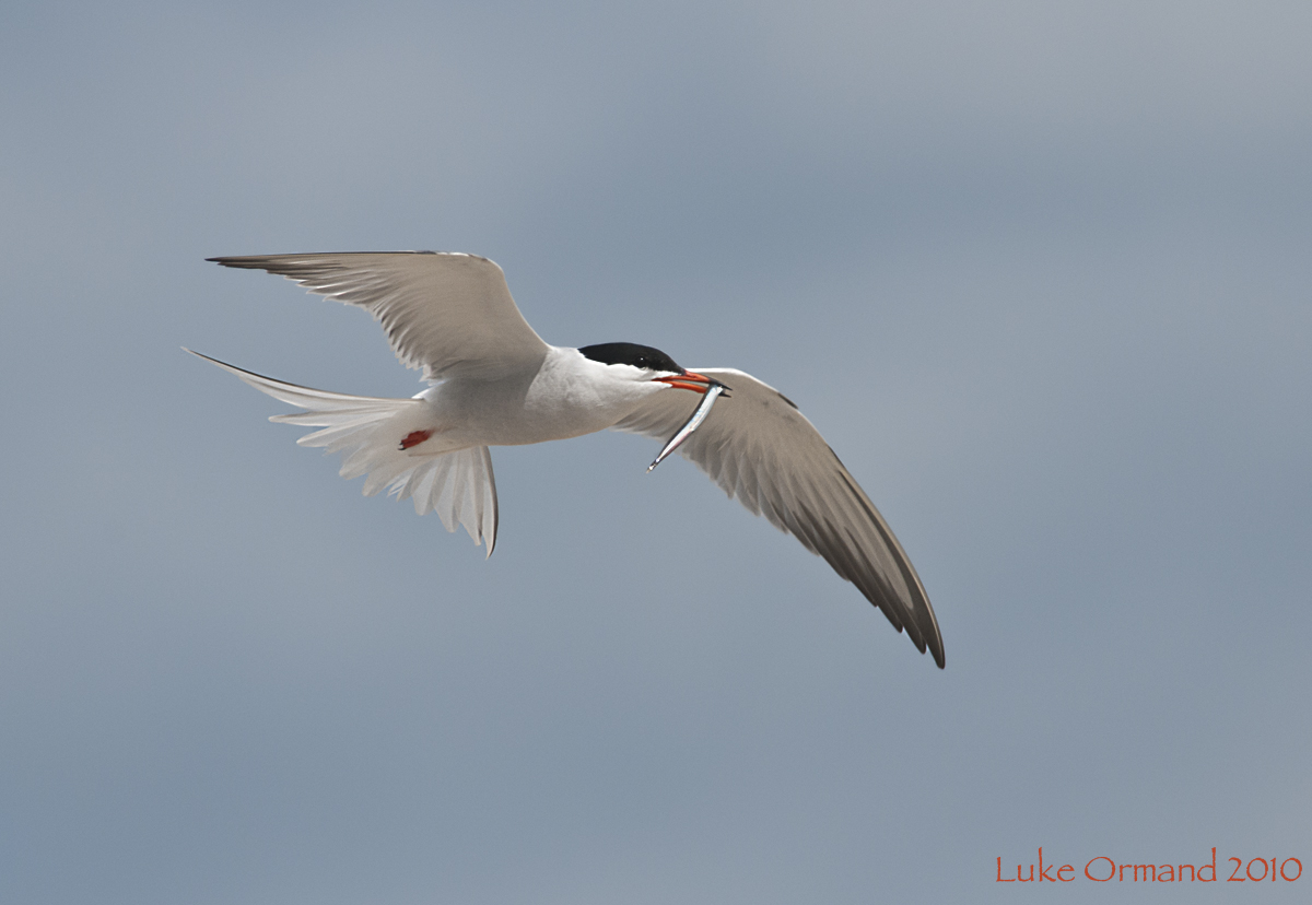 Common Tern w/Food