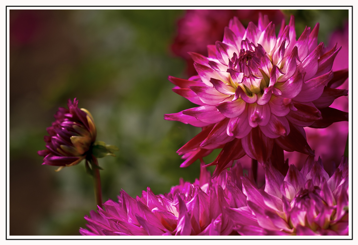 Dahlia 2