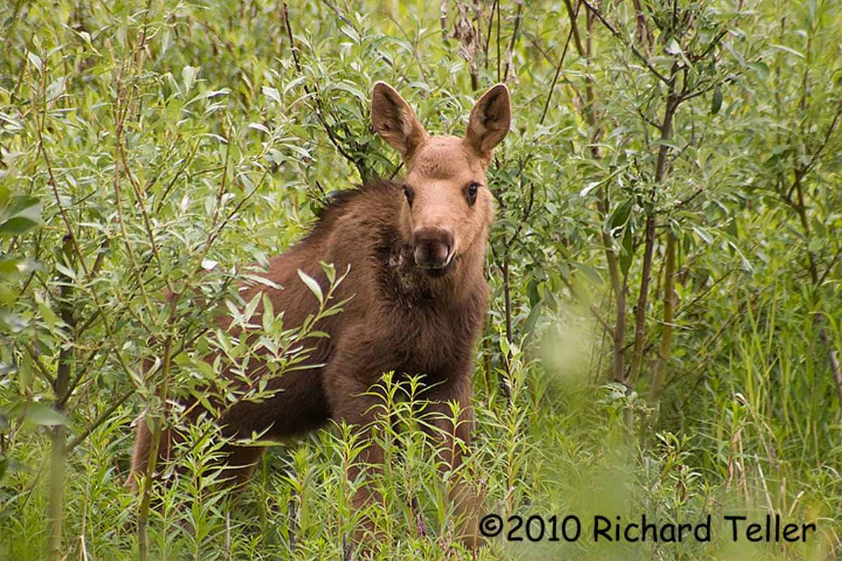 Moose Calf