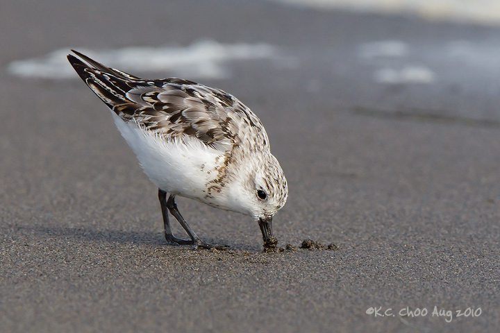 Sanderling