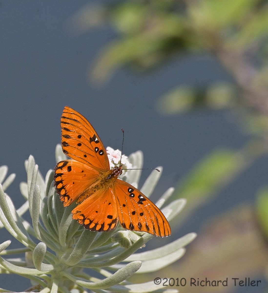 Butterfly plus Repost