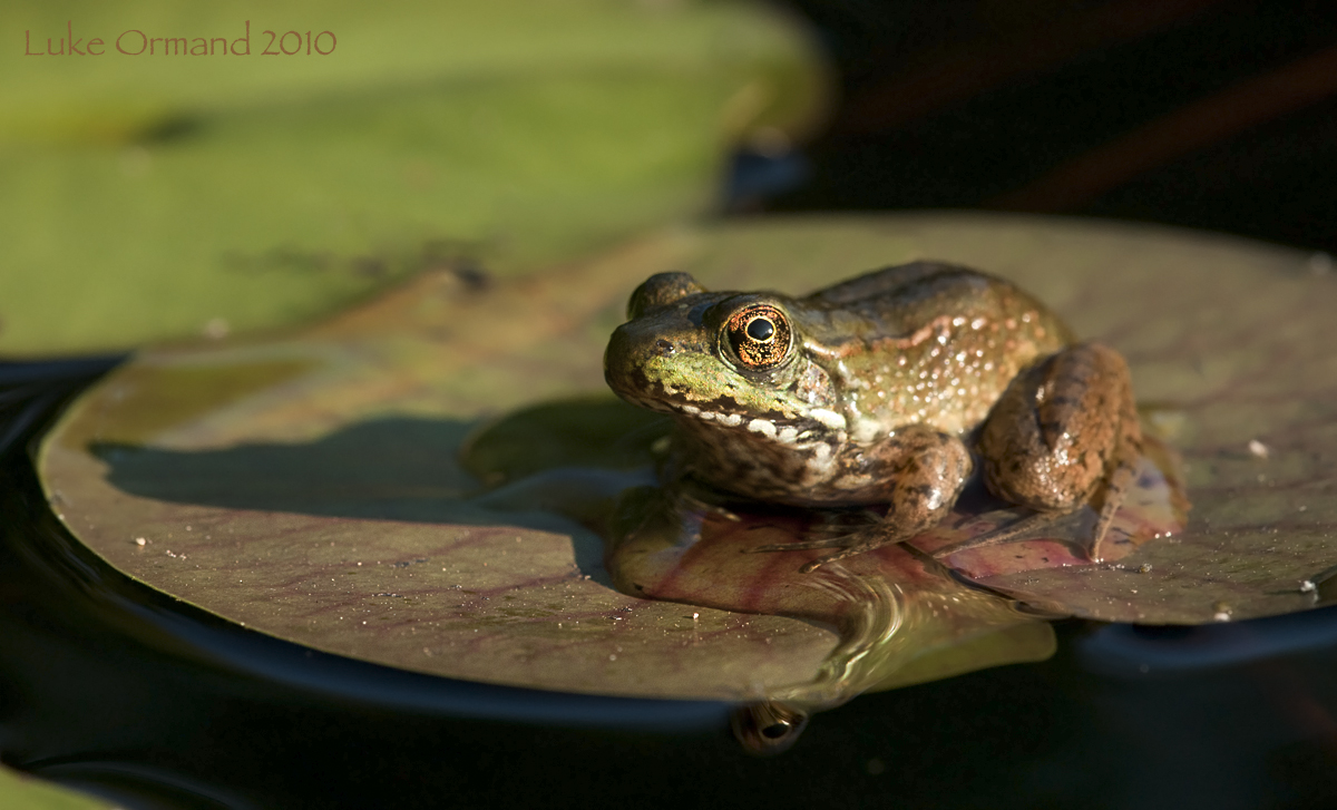 Juv. Green Frog