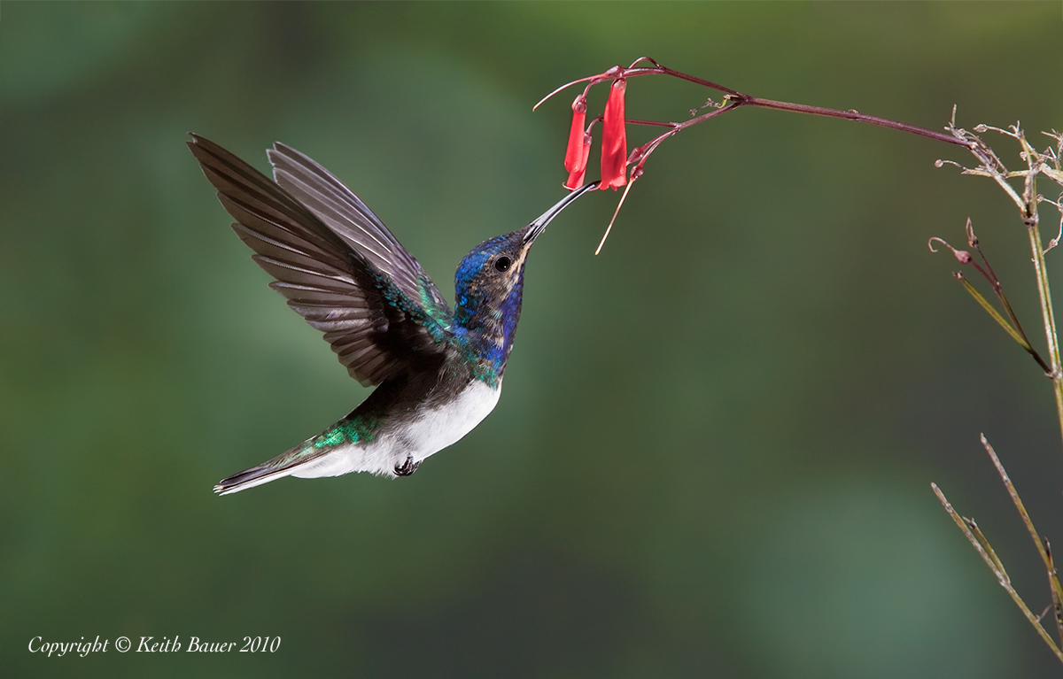White Necked Jacobin