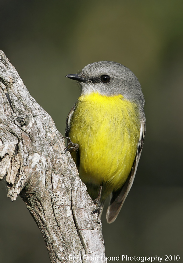 Eastern Yellow Robin