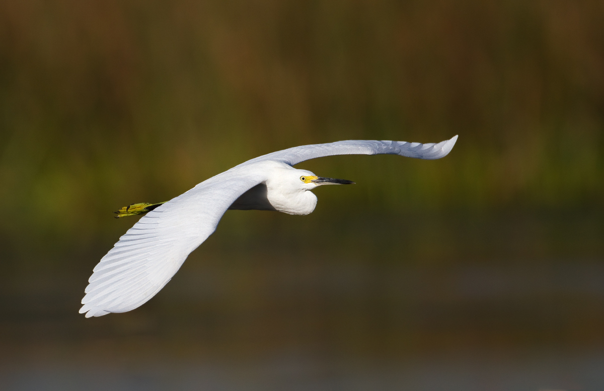Snowy egret w/repost