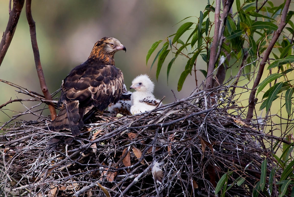 Square-tailed Kite