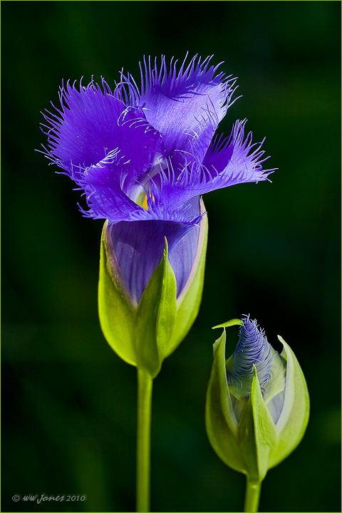 Fringed Gentian (theme)