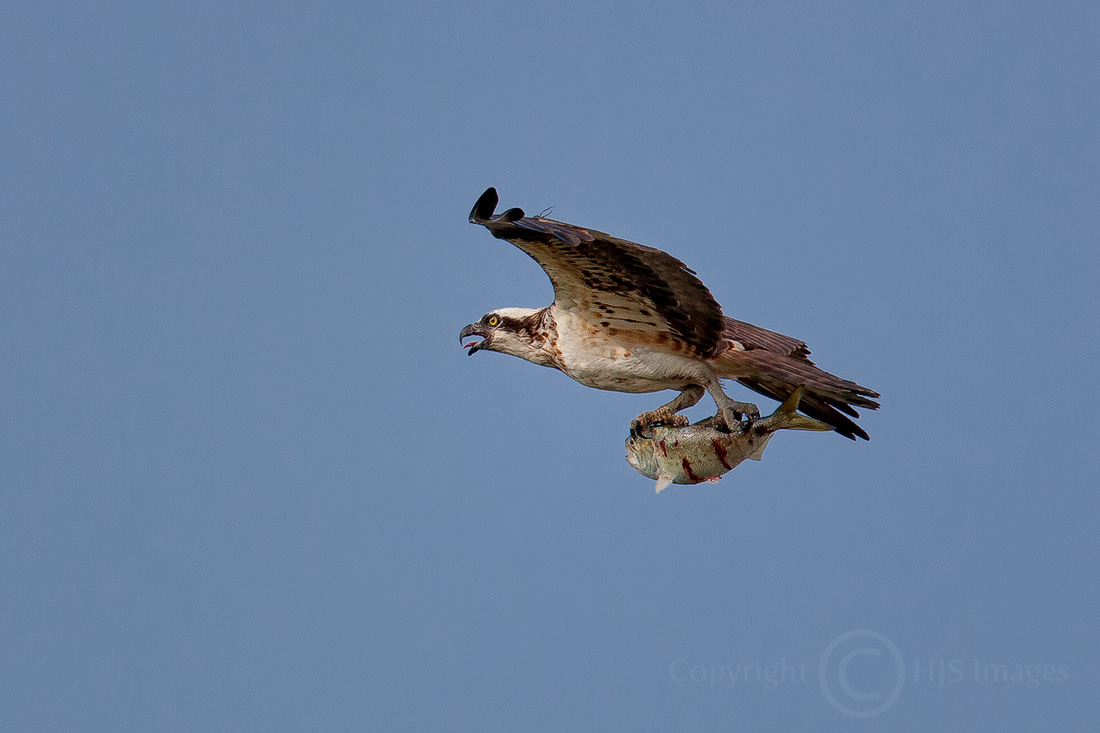 Osprey with dinner