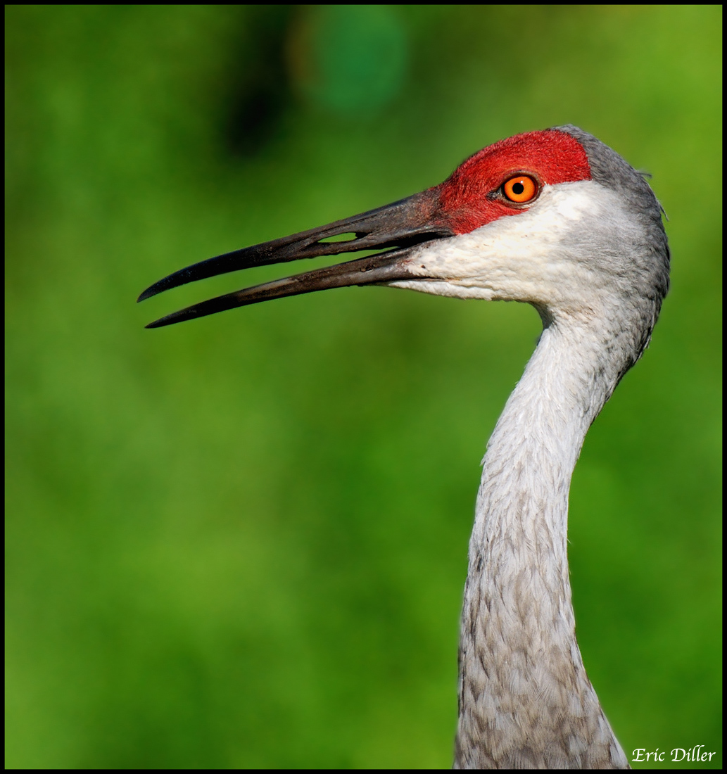 Sandhill Crane - Profile