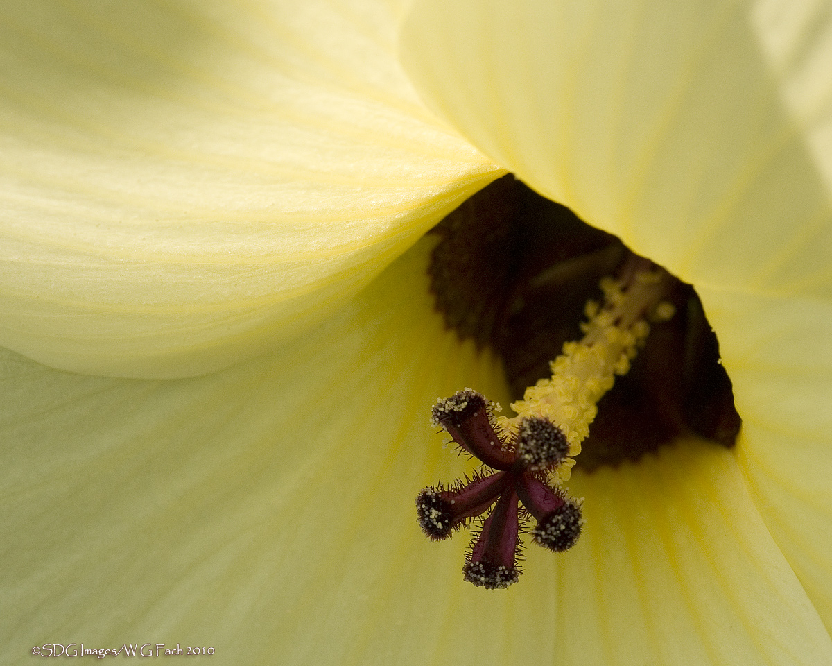 Chiffon Glow
