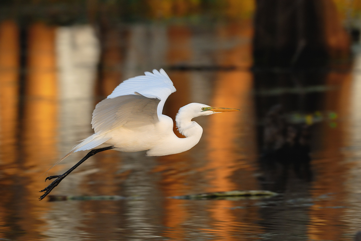 GREAT EGRET