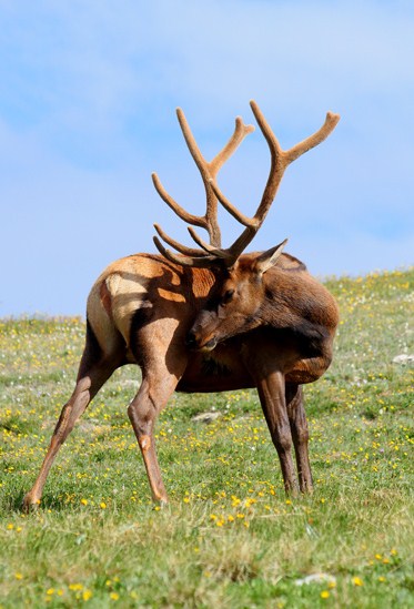Rocky MT. NP elk