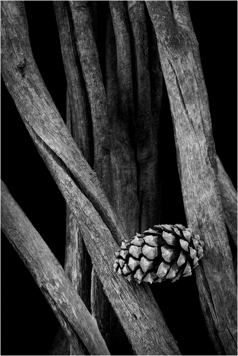 Pine Cone and Willow
