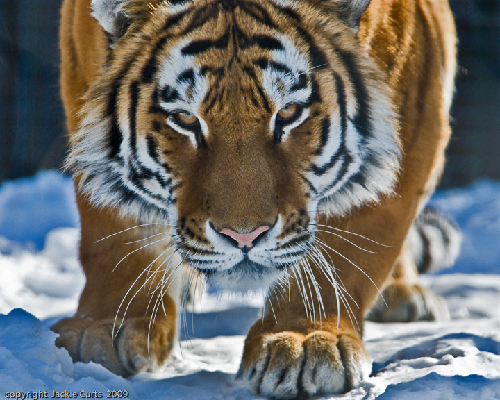 on the prowl 