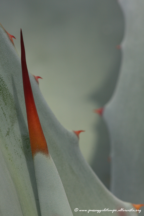 Agave Palmeri