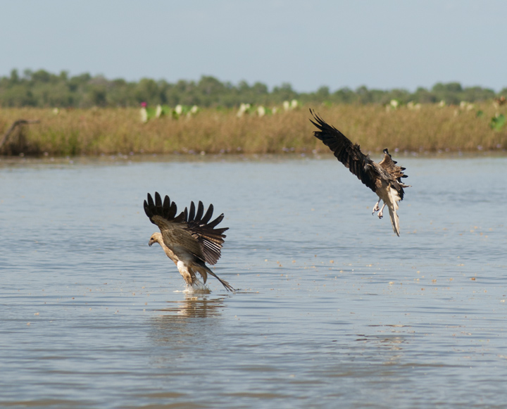 Diving Whistling Kites