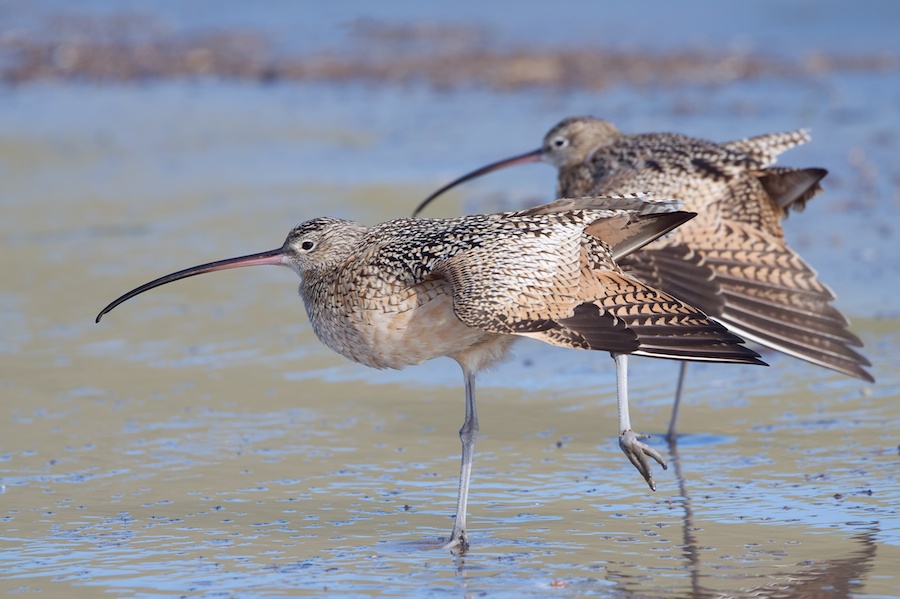 Curlew Yoga