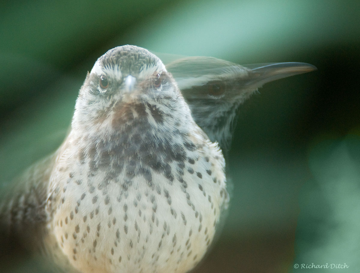 Cactus Wren