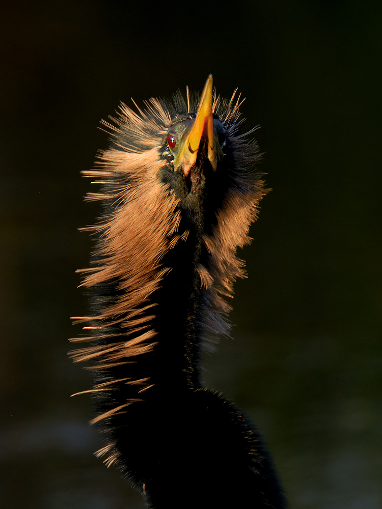 Anhinga Male