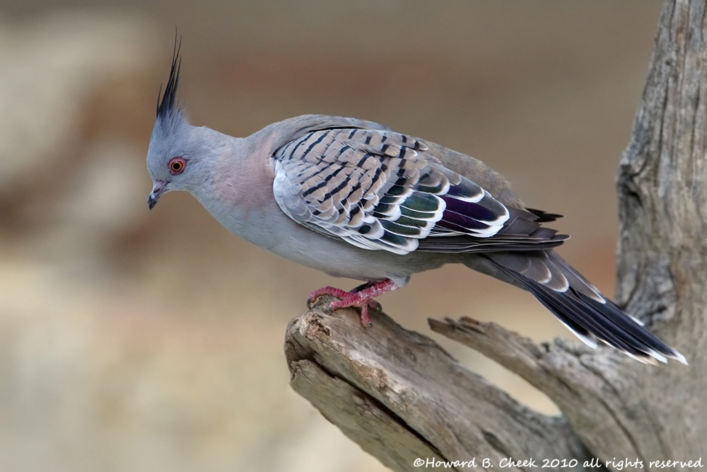 Australian Crested Dove