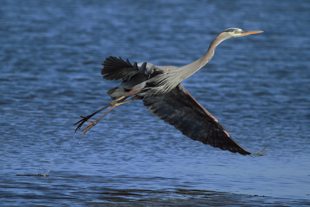 GBH Taking Flight