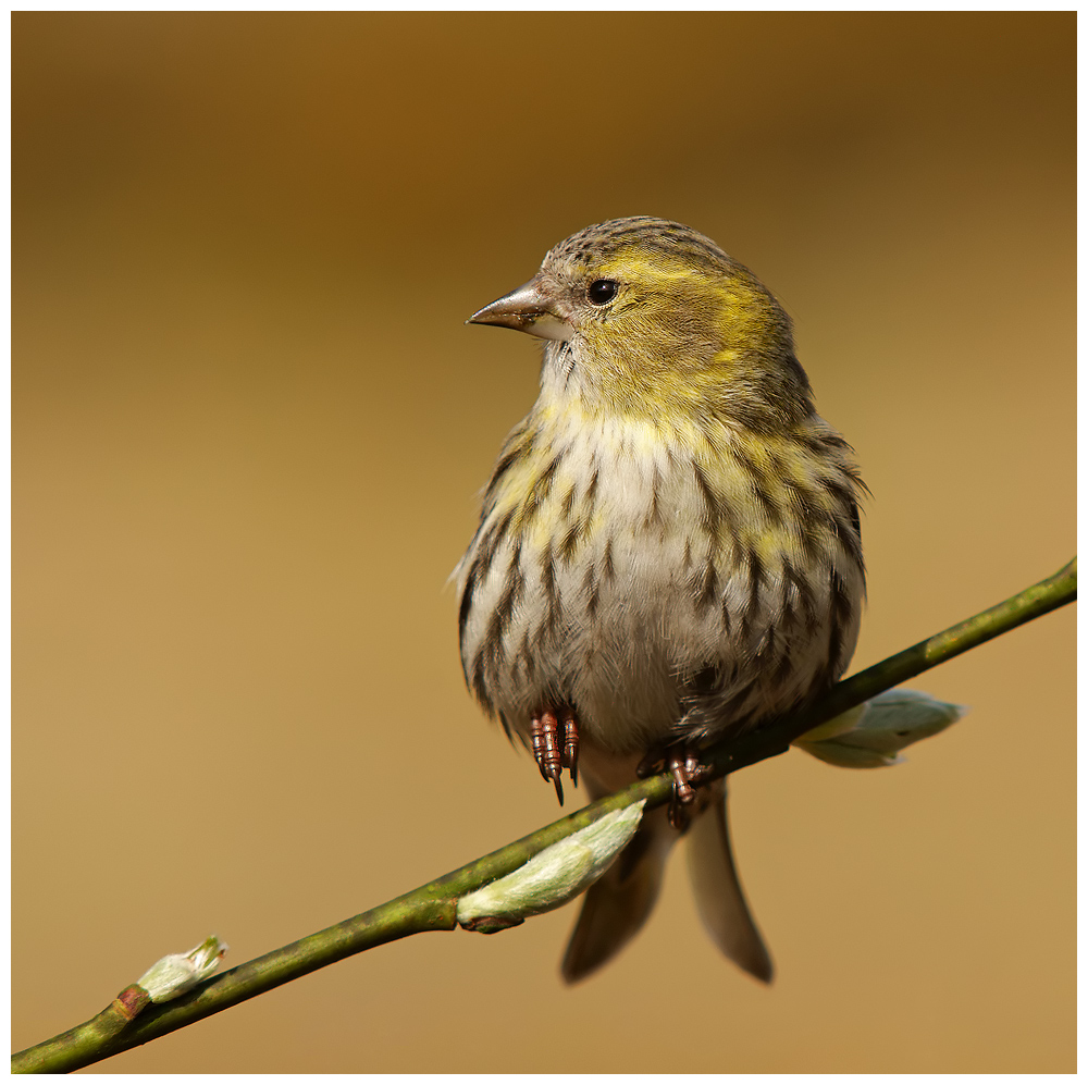Female Siskin