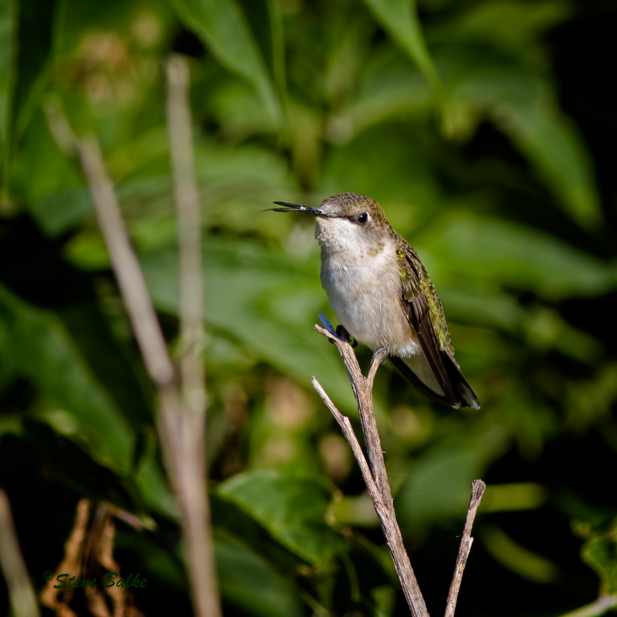 Hummingbird